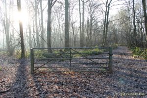 lone gate in morning sunlight and frost