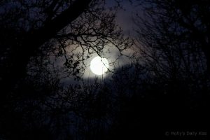 moon through trees