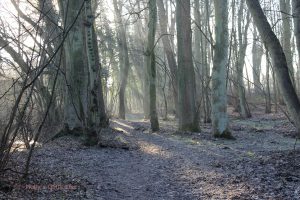 shafts of sunlight through frosted trees