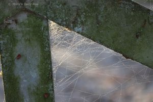 Spiders web 