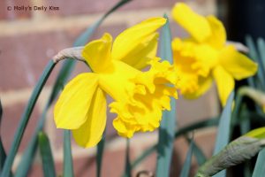 Daffodil 