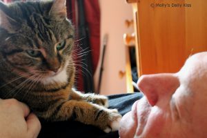 Cat laying on man
