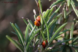 ladybird 3some