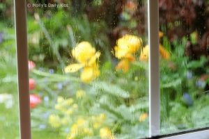 spring flowers through the rain