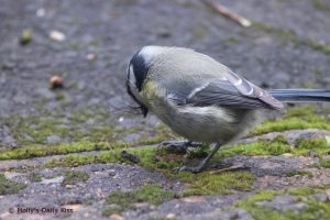 Blue tit
