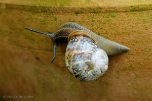 Macro shot of a snail