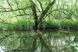 sunlight through trees reflecting in the water
