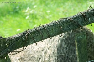 fencewm rusty barb wire on old gate