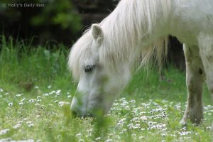 white horse grazing