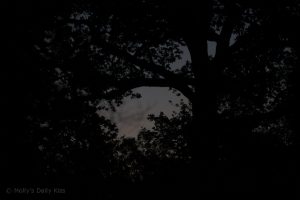 nighttreeswm Night through tree