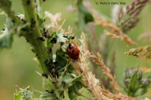 Ladybird feast