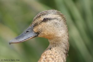 Close up shot of a duck eye