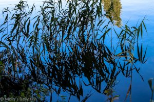 Reflection of reeds in blue water - Stanborough Lakes