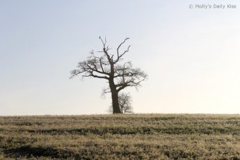 lone winter tree on the horizon