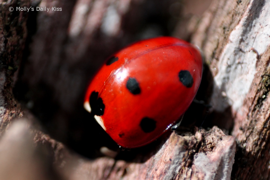 super macro shot of ladybug