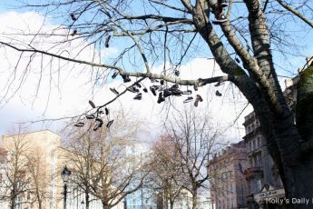 shoes hanging in tree in Bristol
