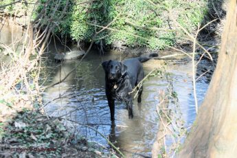 Black labrador in water