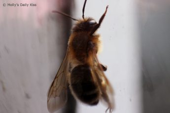 Macro shot of a honey bee