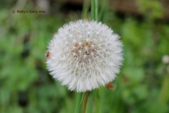Dandilion clocks