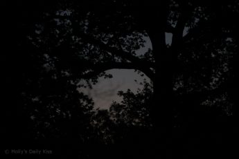 Night through tree