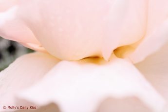 macro shot of rose petals