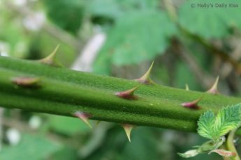 Close up macro shot of thorns