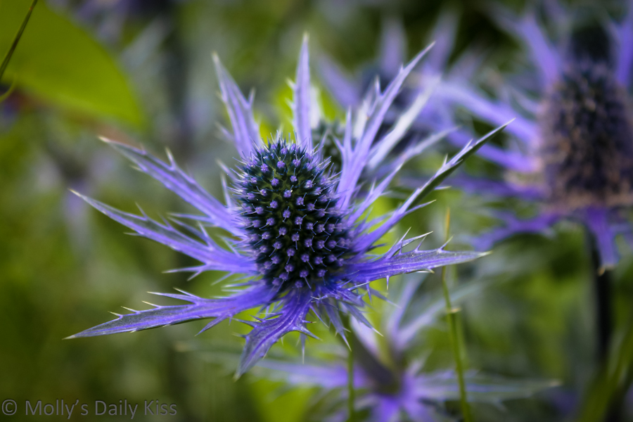 Close up shot of a blue thistle