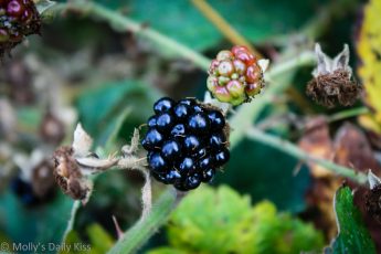 Blackberry in the hedgerow