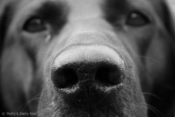 Black Labrador nose and eyes
