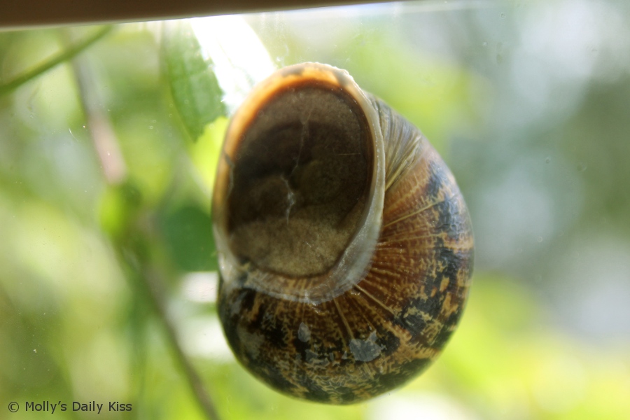 Macro shot of a snail on the window