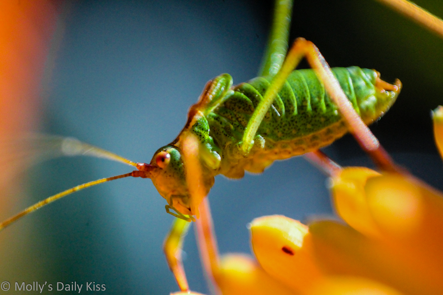 Macro shot of a grasshopper