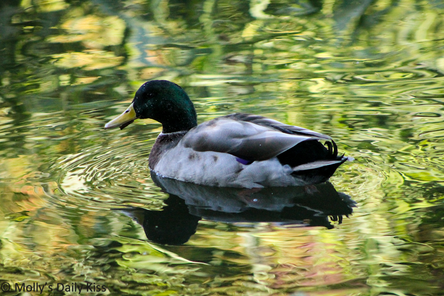 Reflection of duck in Stanborough Lakes