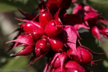 Bright red autumn berries