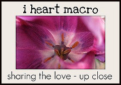 I Heart Macro badge