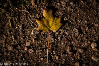 Yellow leaf on the ground