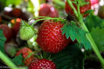 Macro shot of strawberries