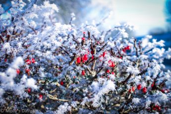 Snow covered red berries