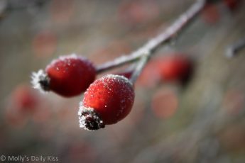 Red berries covered in winter frost