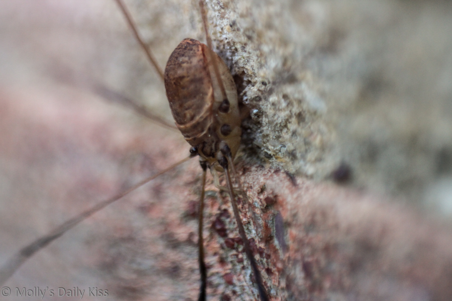 Macro shot of a spider on the brick wall