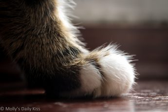 Macro shot of a cat paw