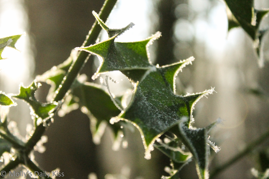 Ice tinged Holly leaves