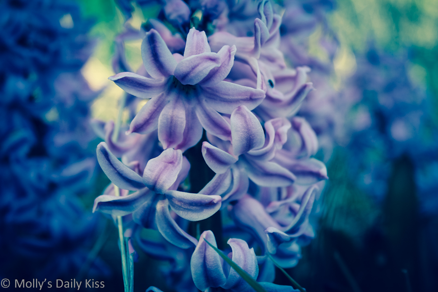 Lilac Hyachinth