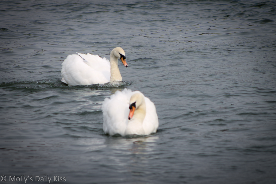 2 swans on the River Thames at Henley