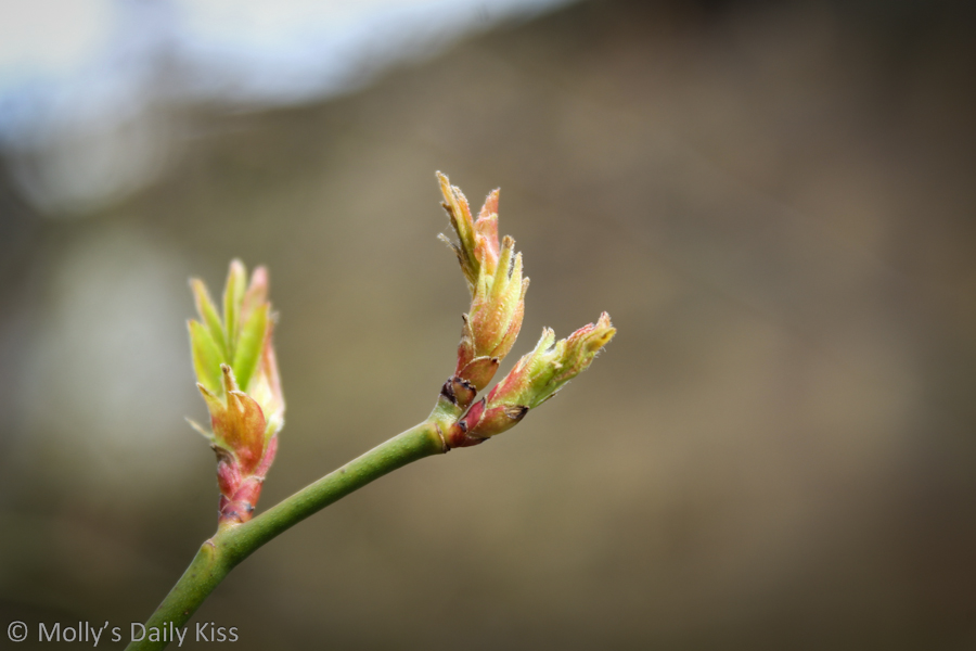 Spring buds