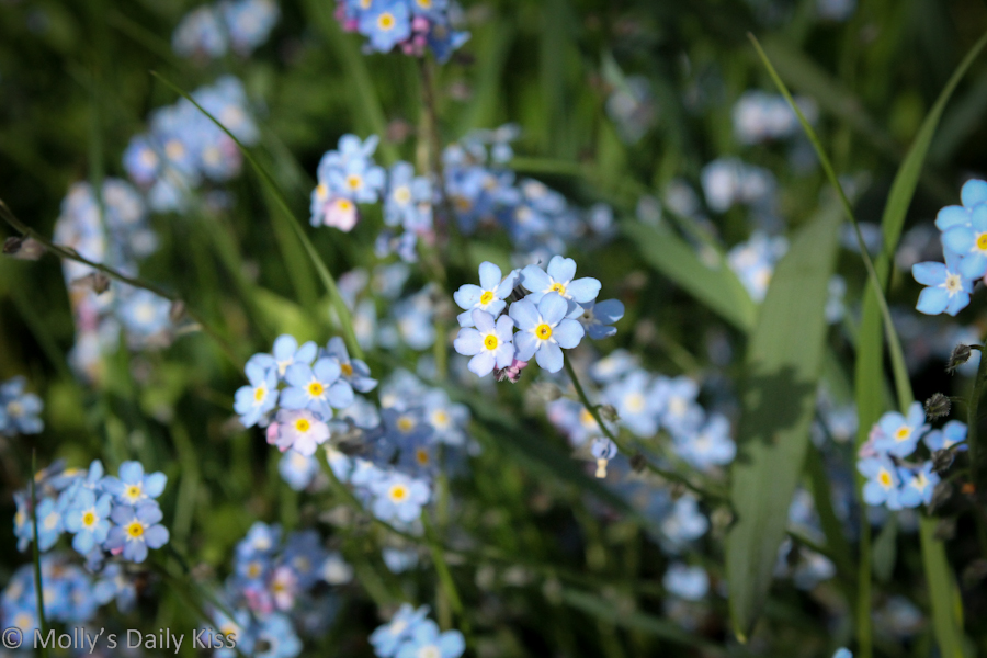 forget-me-not field