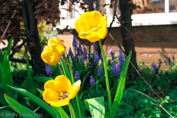 Yellow tulips in the sun