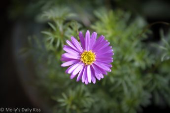 Purple daisy macro shot