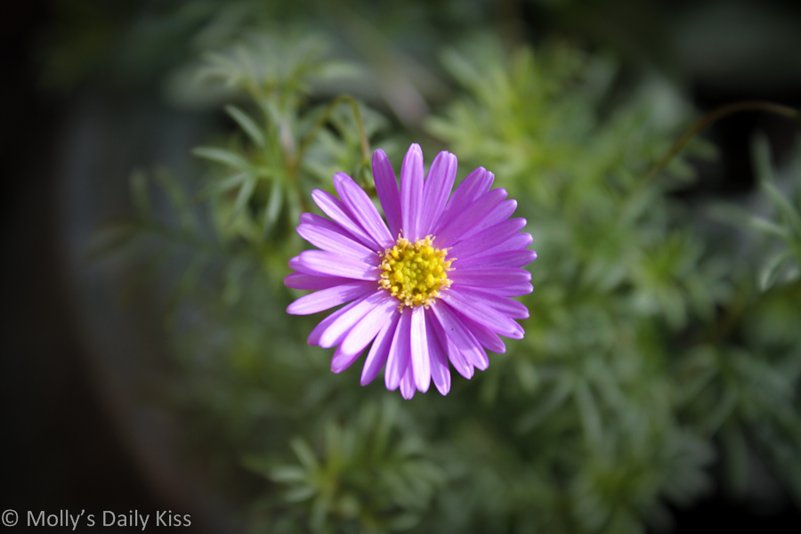 Purple daisy macro shot