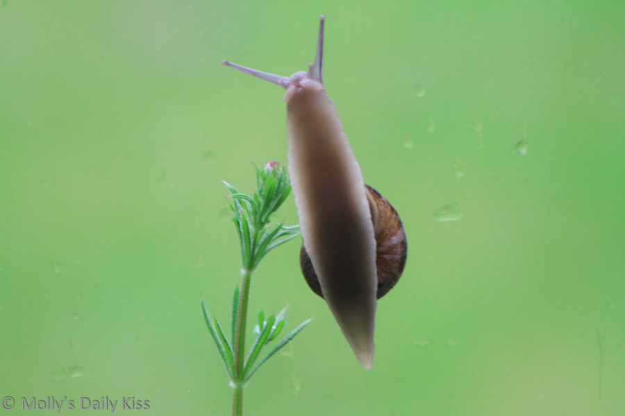 Snail climbing up window