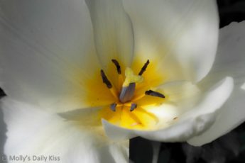 macro shot of a white tulip